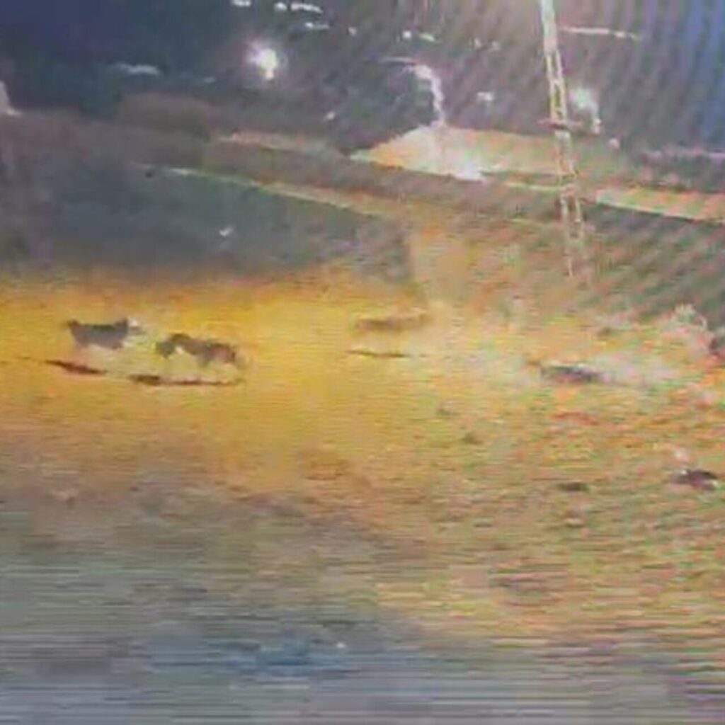 Kars’ta kurtlar, köpeğe saldırdı