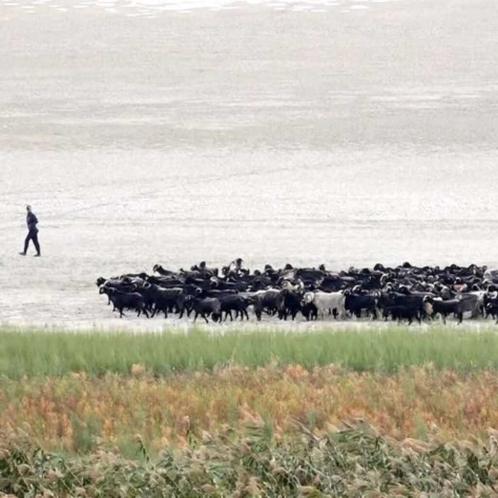 Kuraklık Eğirdir’i ikiye böldü: Hayvanların otlağı oldu