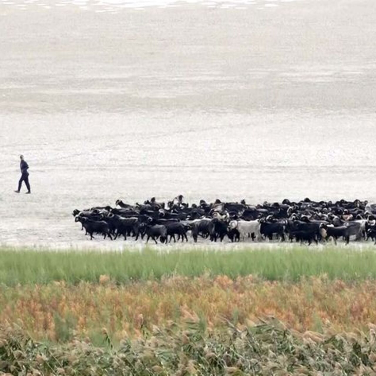 Kuraklık Eğirdir’i ikiye böldü: Hayvanların otlağı oldu