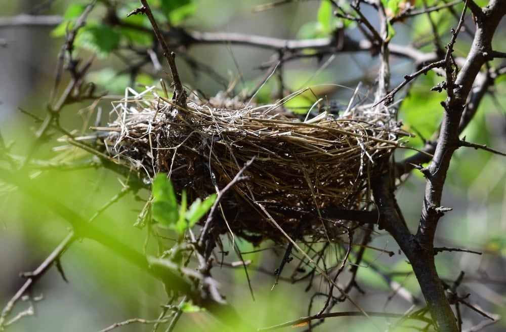 Kuş yuvasından servet değerinde miras çıktı