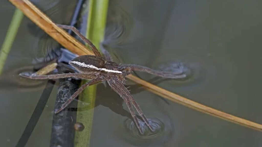Nesli tükendiği düşünülen dev örümcek evlerin yakınında yeniden ortaya çıktı