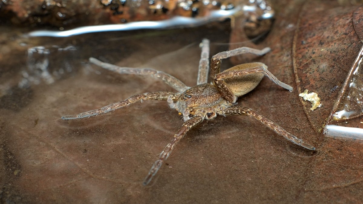 Nesli tükeniyordu şimdi hızla yayılıyor: Balık avlayan dev örümcek geri döndü
