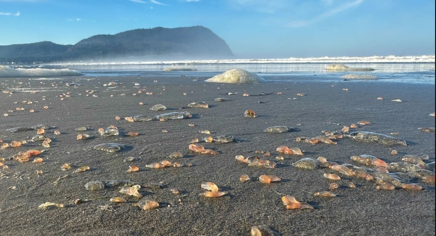 Sahilin 3 kilometresini kapladı! Binlercesi kıyıya vurdu: Kuşlar bile yemiyor