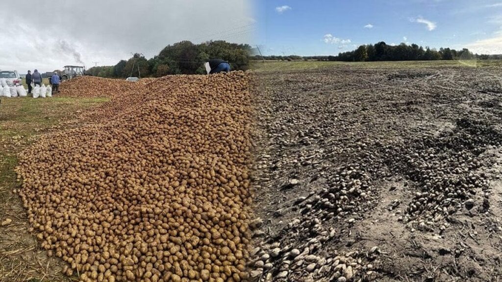 Tarladan 150 ton patates çaldılar