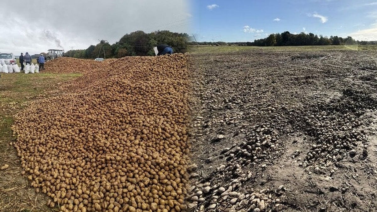Tarladan 150 ton patates çaldılar