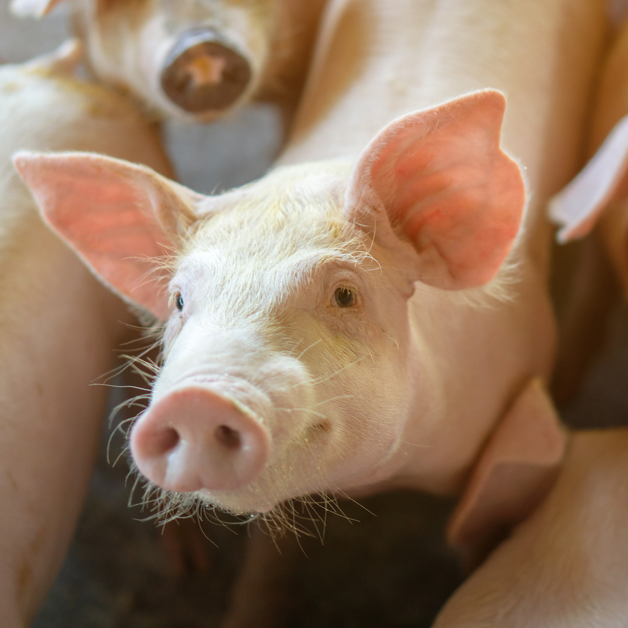 Tıp tarihinde ilk: Domuz karaciğeriyle 171 gün yaşadı