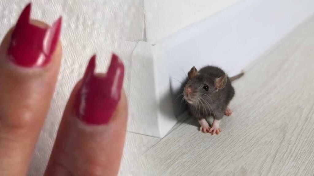 Uyandığında tırnakları yoktu, meğer fareler yemiş! Şehirde alarm verildi: Bu sadece bir başlangıç!