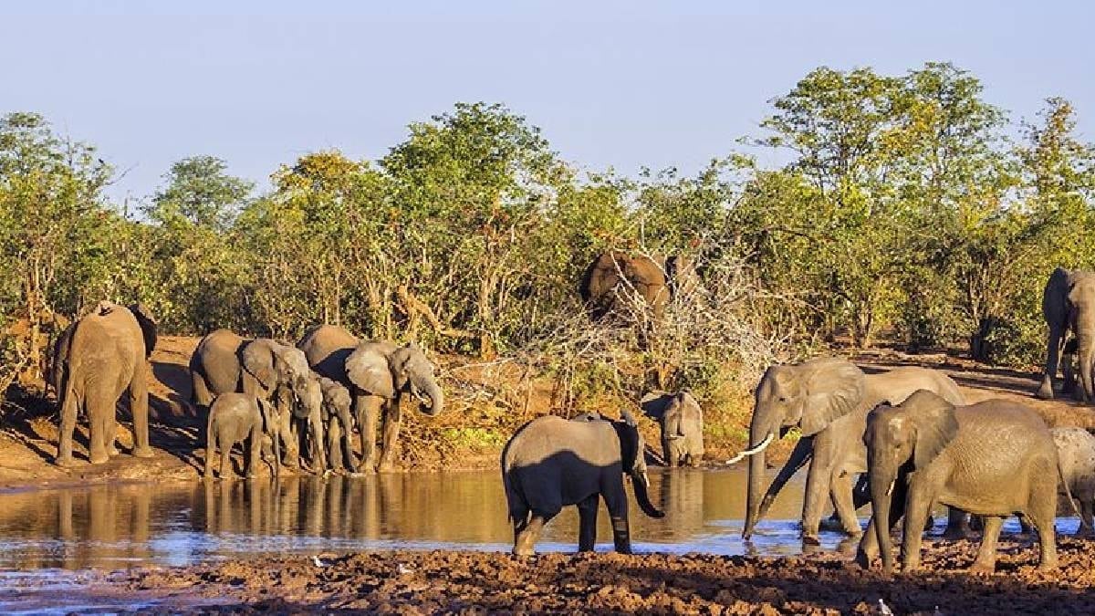 Afrika’da neden bu kadar çok büyük hayvan var? Bilim açıkladı