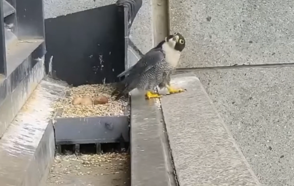 Bu kuşlar ülkenin yıldızı oldu: Onbinlerce kişi oturup ‘Nestflix’ izliyor