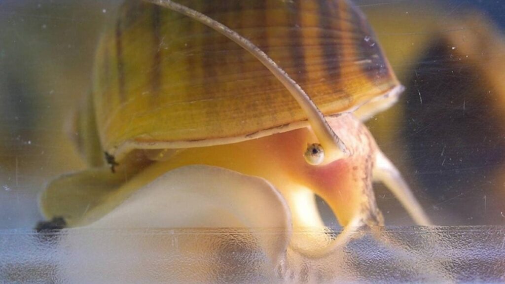 Çıkan gözünün yenisini 28 günde üretiyor