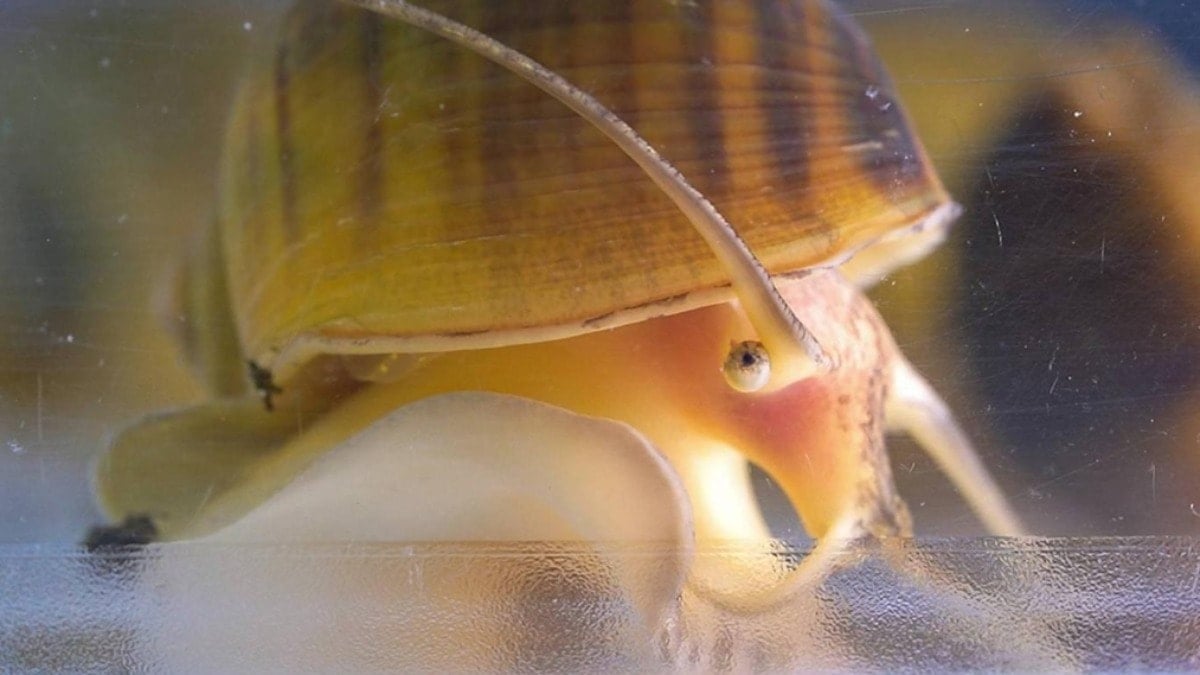 Çıkan gözünün yenisini 28 günde üretiyor