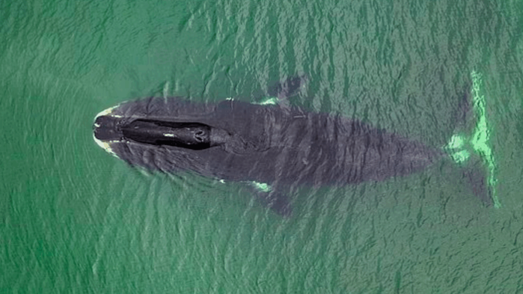 DNA’sını yenileyip ömrünü uzatıyor: Sırrı çözülürse artık kimse yaşlanmayacak