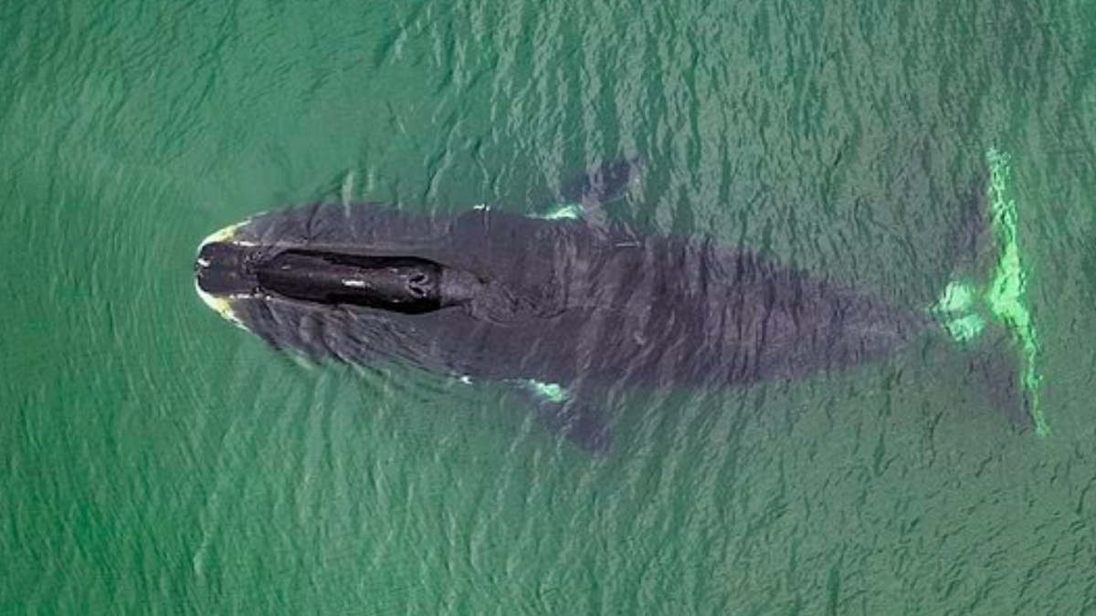 DNA’sını yenileyip ömrünü uzatıyor: Sırrı çözülürse artık kimse yaşlanmayacak