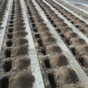 Erzurum’da 500 kışlık mezar kazıldı