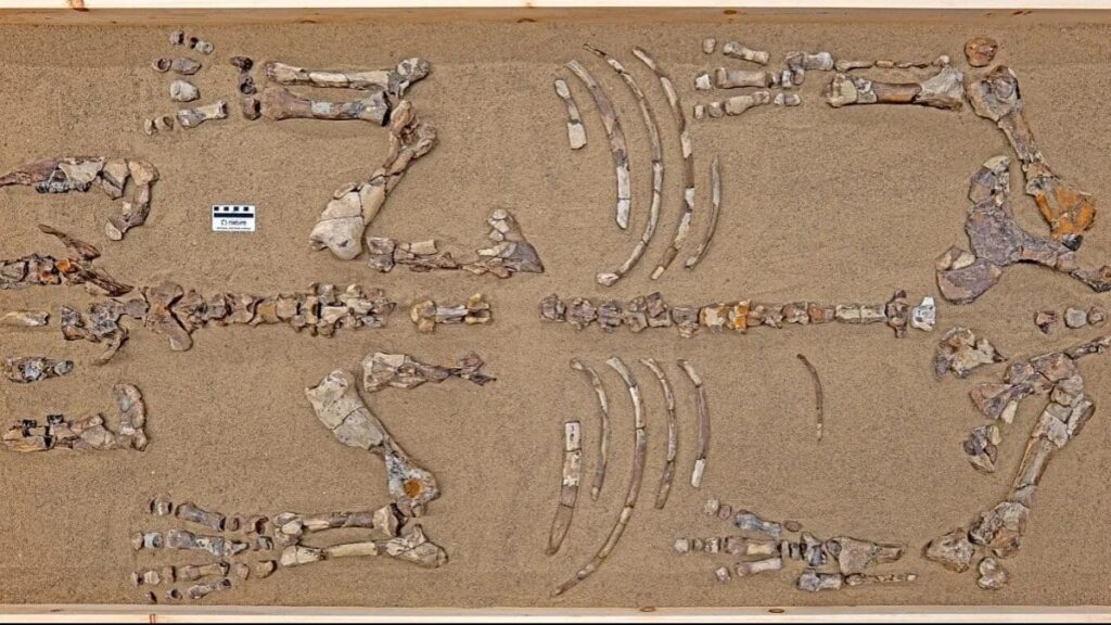 Evrim tarihin değiştirecek fosil bulundu: 23 milyon yıllık