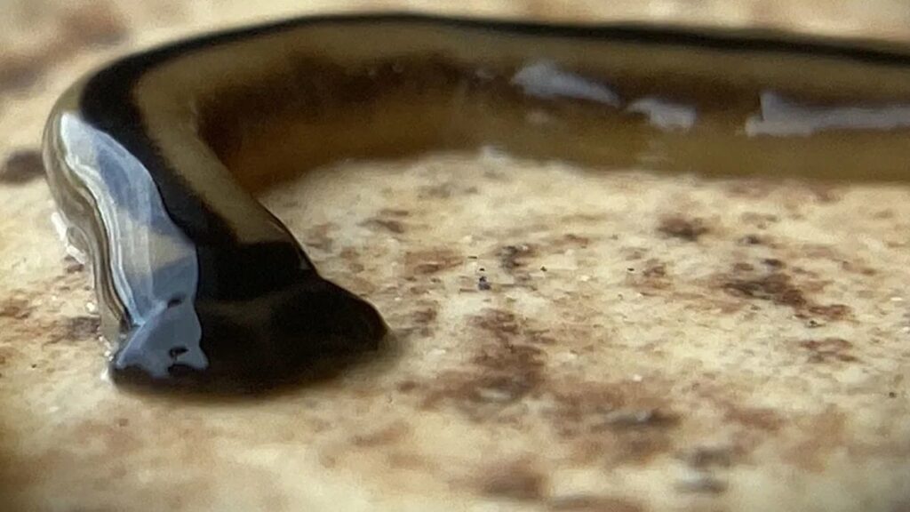 Görürseniz ezmeyin, kesmeyin, öldürmeyin: Zehirli olduğu duyuruldu