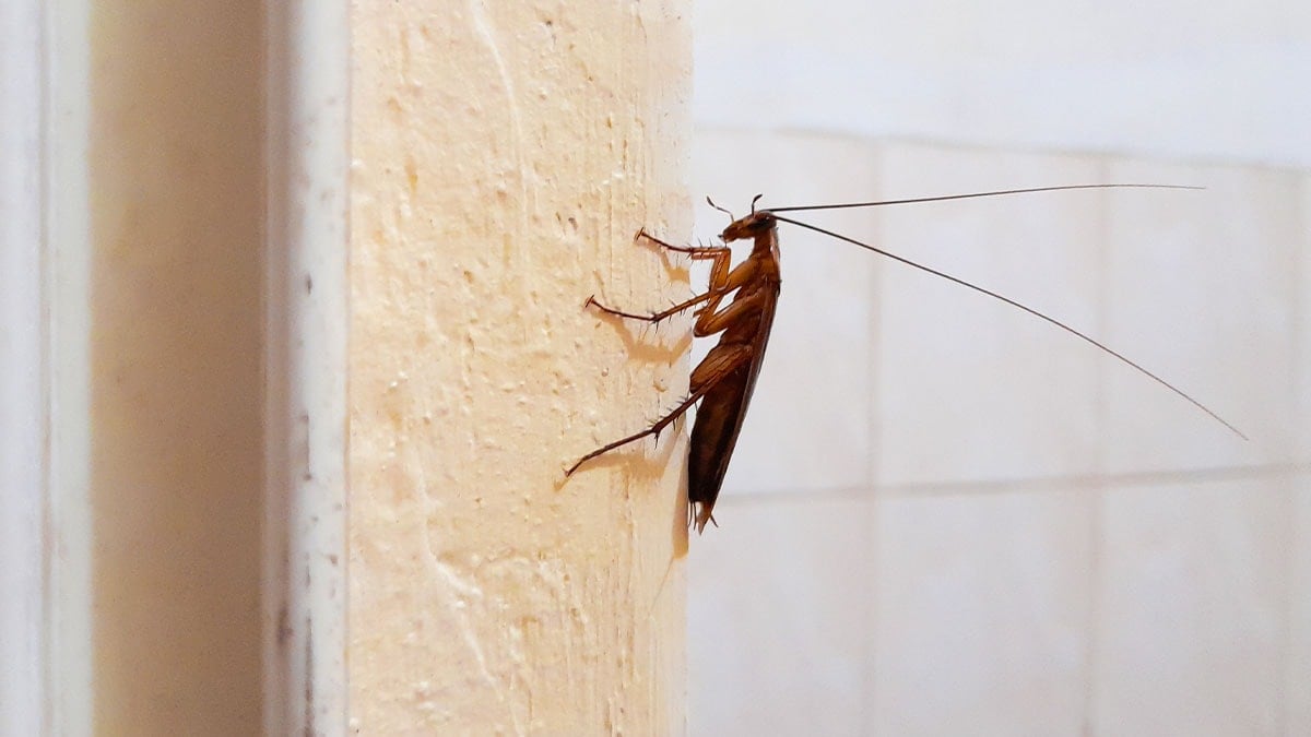 ‘Hamam böceklerinden şifreli mesaj aldım’ diyen adam iki kişiyi katletti
