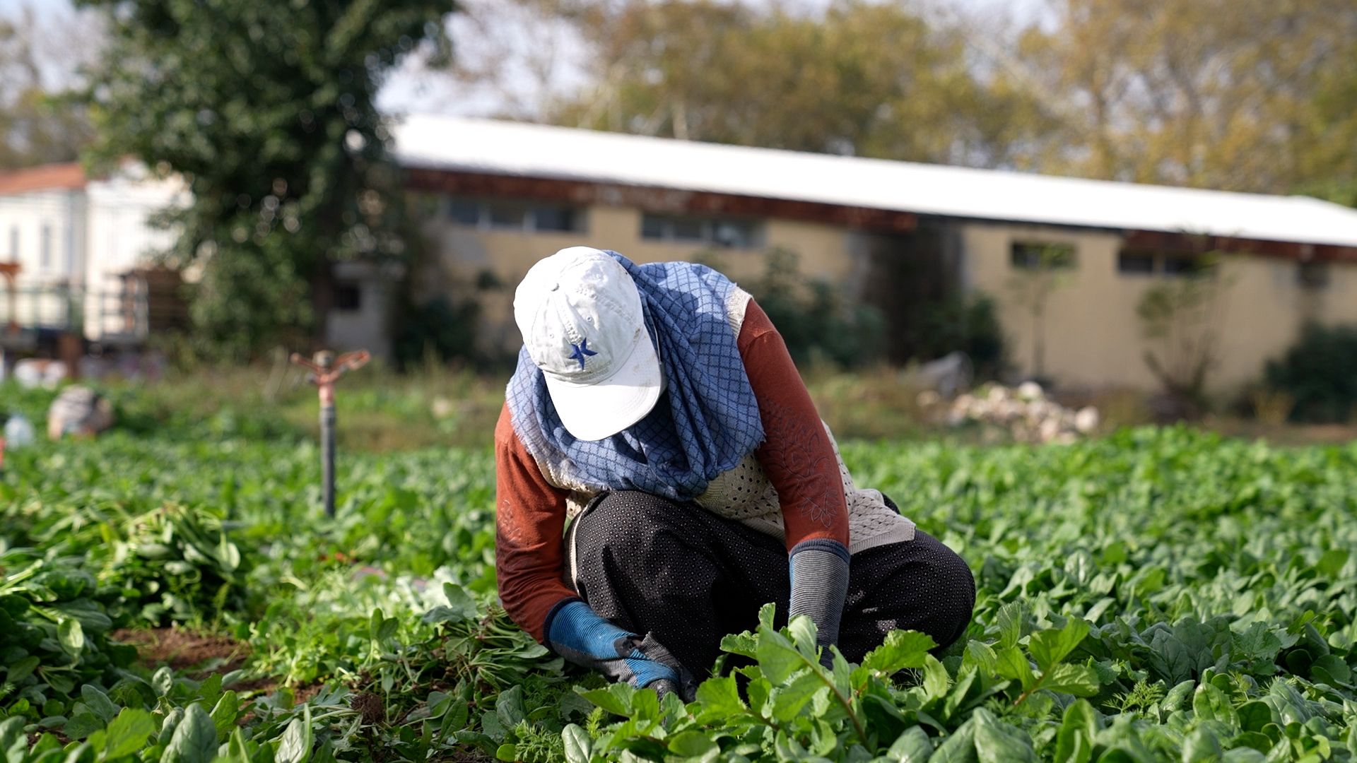 Osmangazi Belediyesi Doğal Üretimle Sofralara Sağlık Sunuyor
