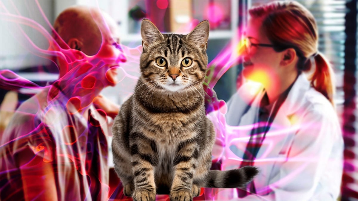 Kanser tarihe mi karışıyor! Kedilerin 20 liralık kurt ilacı kanseri yok etti