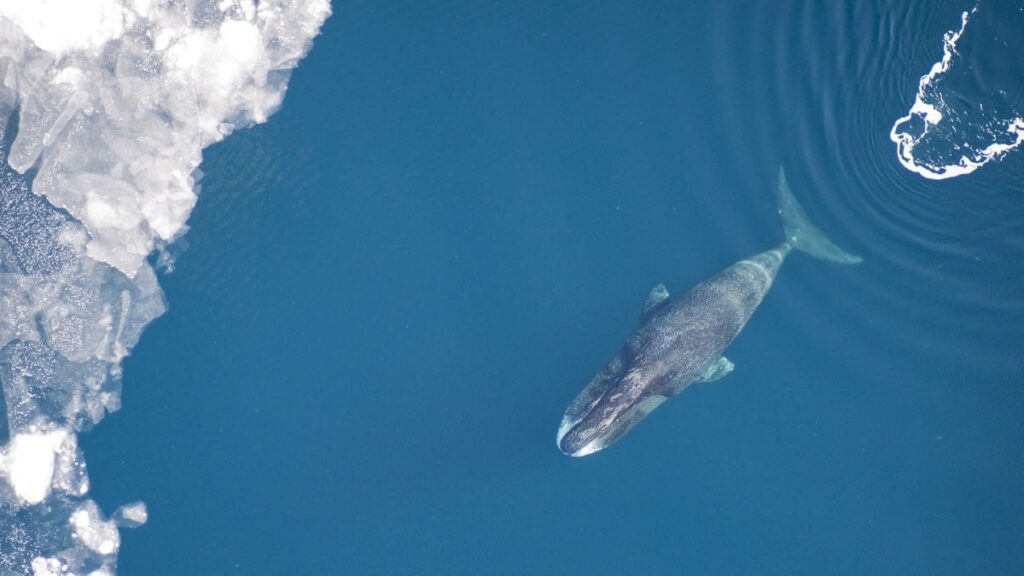Kendi ömrünü uzatabilen canlı yaşlanma ve kanserin anahtarı olacak