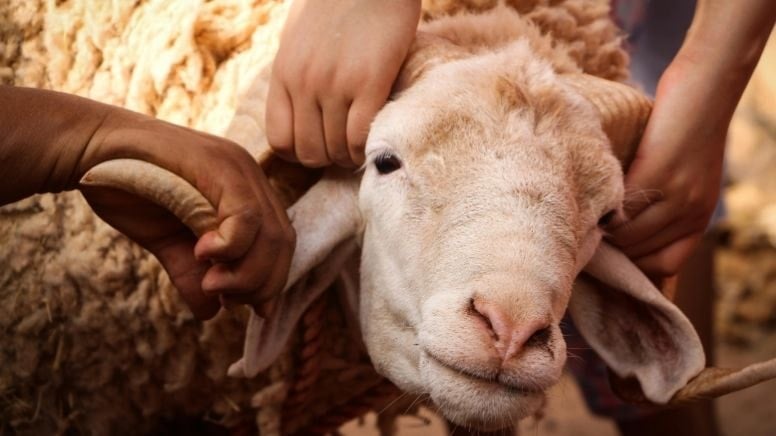 Koyunlar hiçbir iz bırakmadan ortadan kaybolmaya başladı, apar topar harekete geçildi