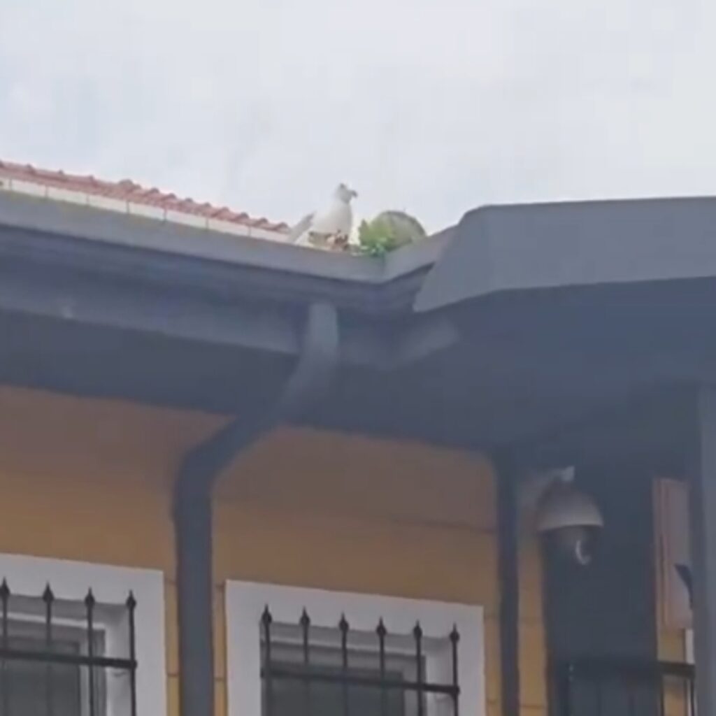 Martıdan öğrencilere asist