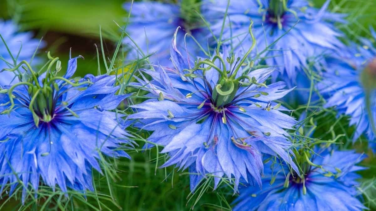 Namı diğer Firavun altını, Türkler sofralarından eksik etmiyor: Kolesterolü düşürdüğü kanıtlandı, 1 kaşık yetiyor