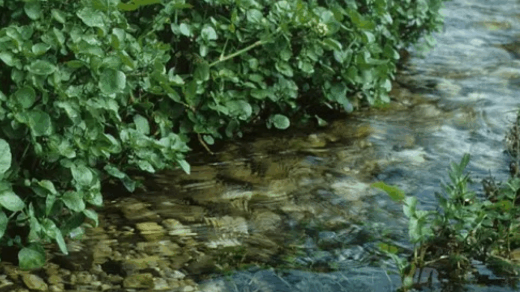 Ne pazı brokoli ne de ıspanak: Dünyanın en sağlıklı sebzesi açıklandı