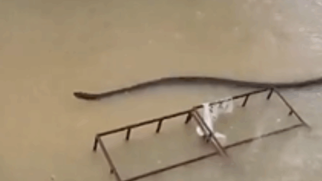 Şehri hem sağanak hem devasa yılanlar bastı: Herkes diken üstünde