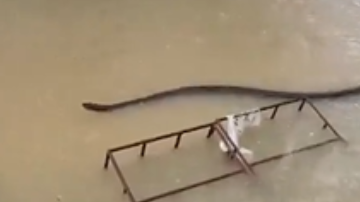 Şehri hem sağanak hem devasa yılanlar bastı: Herkes diken üstünde