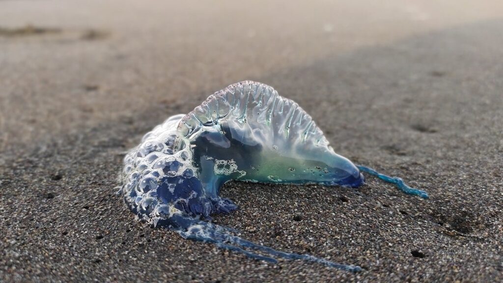 Tek tek sahile vuruyorlar: Uzmanlar uyardı, sakın dokunmayın