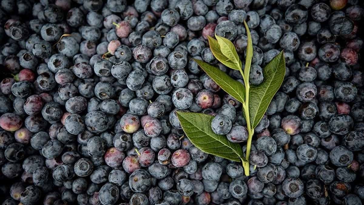 Test etmek istedi, 1 hafta boyunca yaban mersini yedi! 1 haftanın sonunda yaşadığı değişimi paylaştı: İnanılmaz
