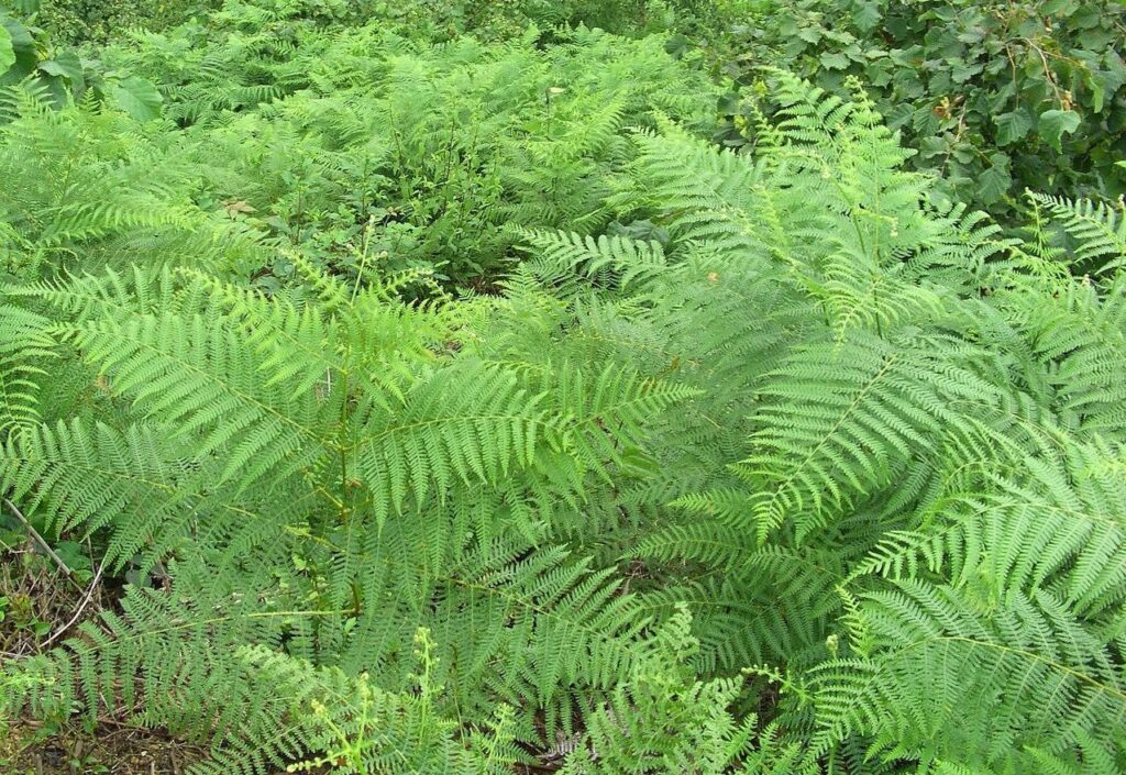Ülkesinde bu bitkiden olan maden kralı olacak! İçinde nadir toprak elementi keşfedildi