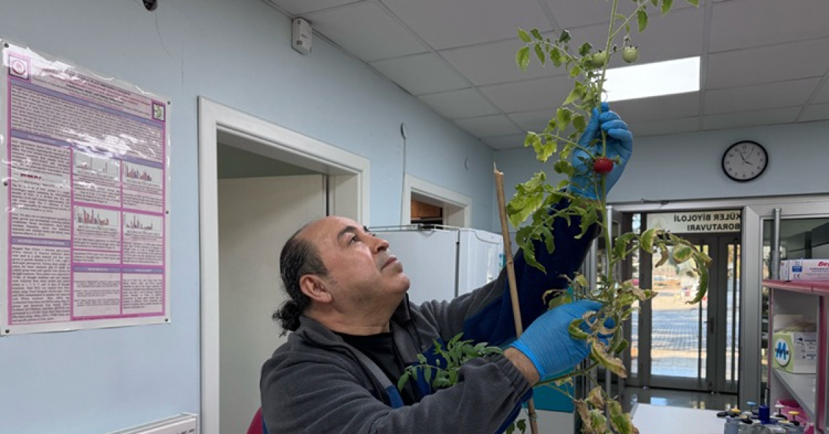 Salgınlara karşı domatesli yenilebilir aşı hedefi