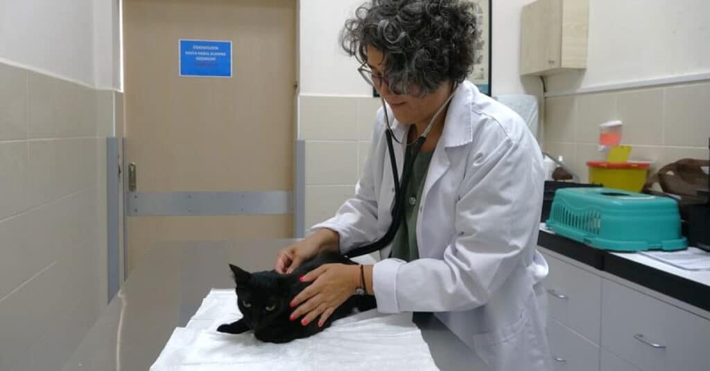 Ağrı kesiciler, hayvanlar için ölümcül olabilir