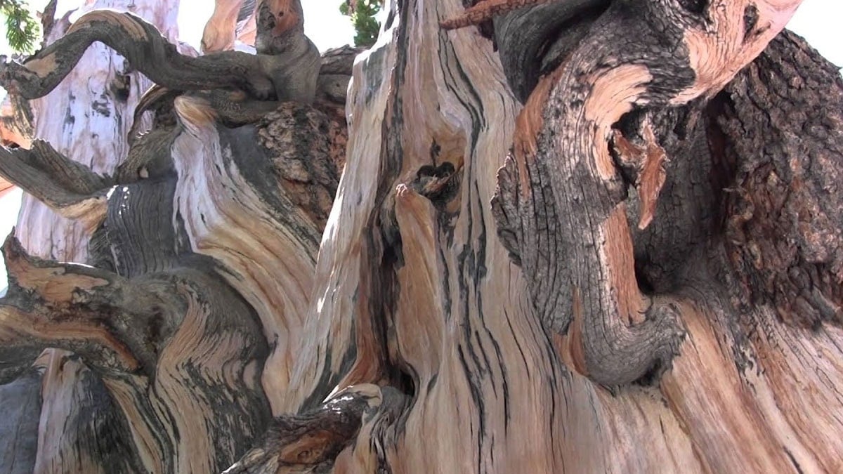 Bir anlık hatası dünyanın en eski ağacını yok etti