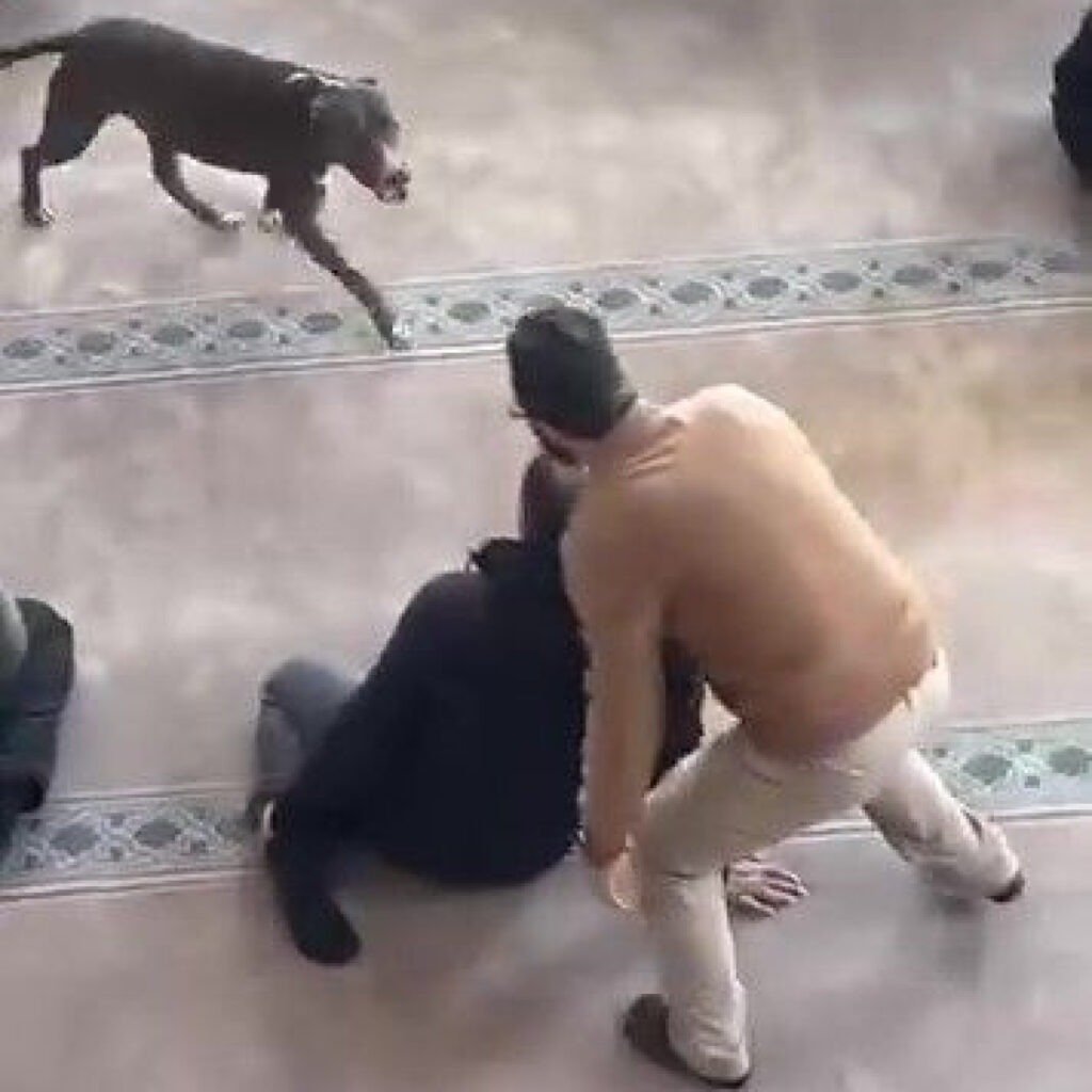 Camiye giren pitbulla el konuldu