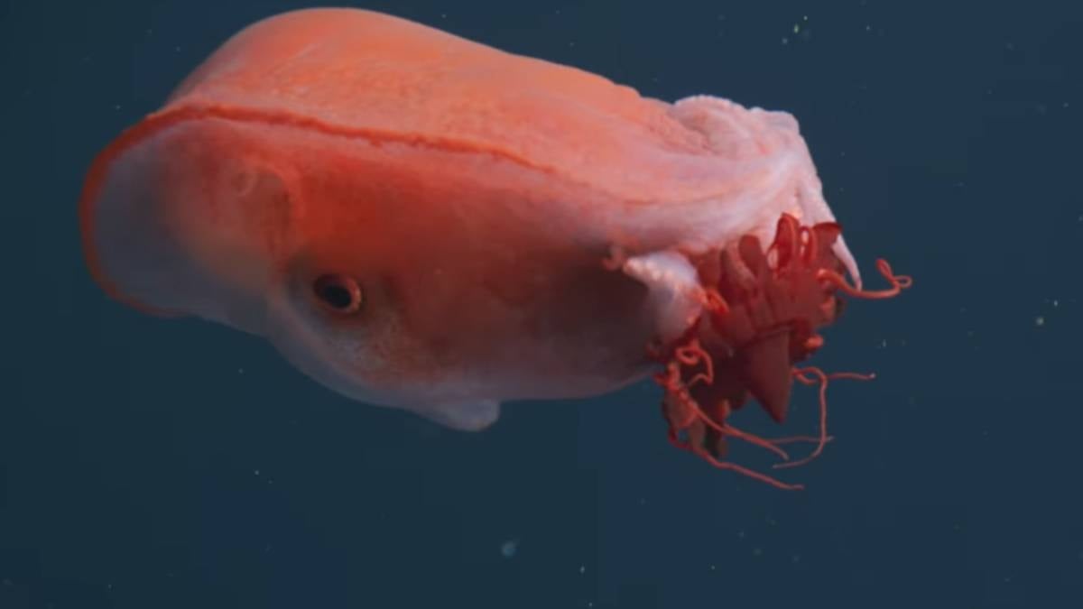 Efsanevi yaratık 40 yıl sonra yeniden görüldü