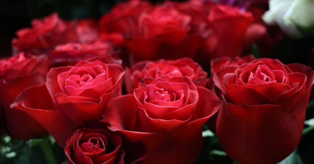 Eşini sınamak için çiçek gönderdi! Yargıtay karar verdi!