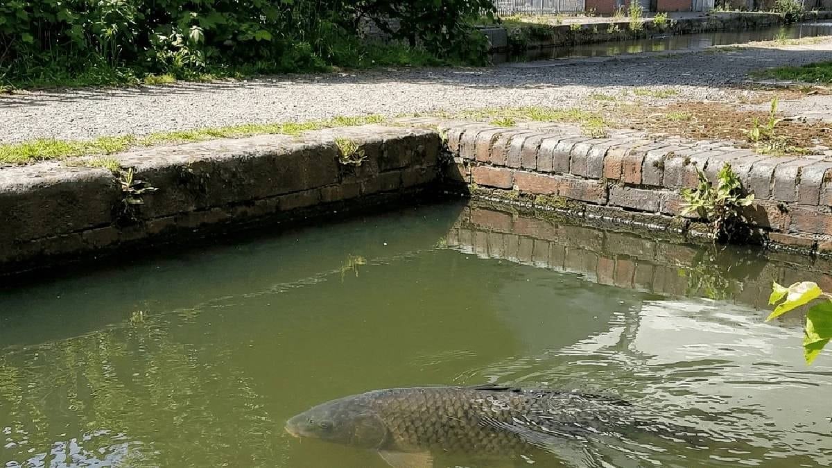 Herkes kütük sanıyordu ama canlı çıktı: Suda gören donup kaldı