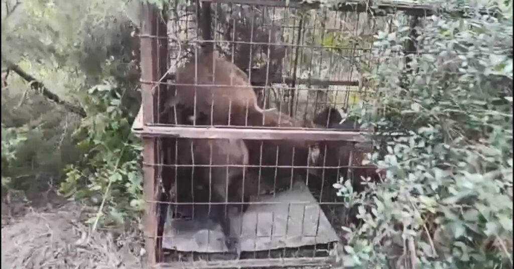 Kaçak avcılardan feci tuzak!