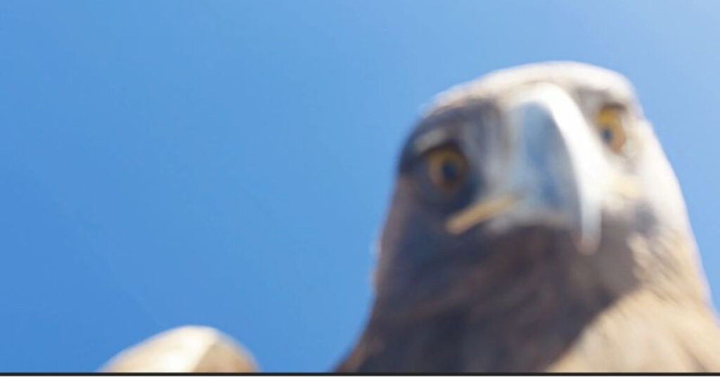 Kartal dronu kaparsa