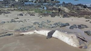 Nadir görülen 4,5 metrelik dev canavar sahile vurdu