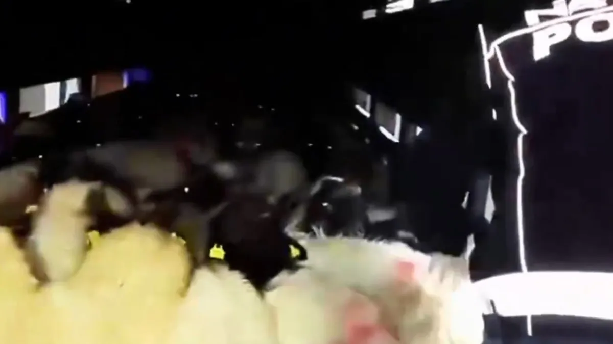 Uyuşturucuyu bakın nereye saklamışlar: Hayvanlardaki dikiş izleri dikkat çekti