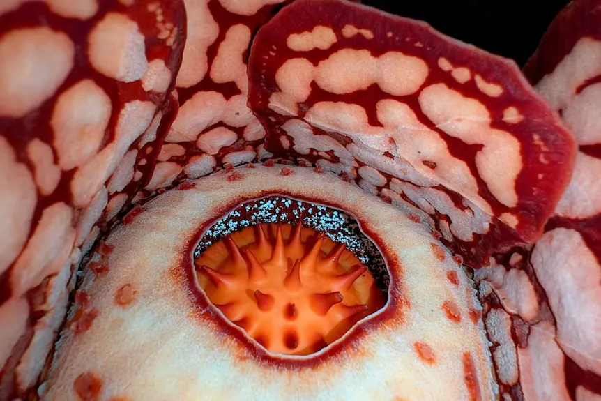 Rafflesia hasseltii çiçeği tropikal ormanda açmış halde yakın plan görünüm