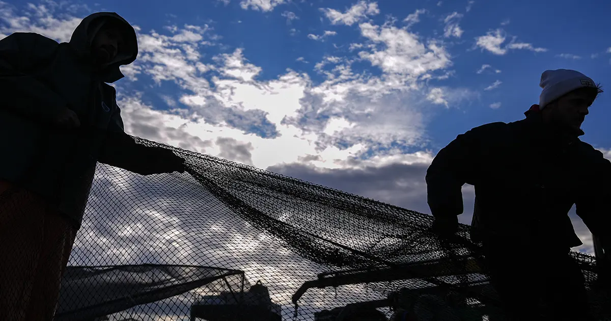 Balıkçılar hamsi ve sardalya bereketinden memnun