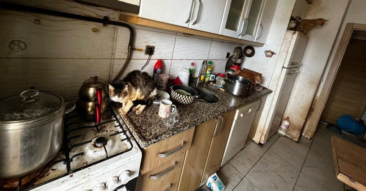 Koku ortaya çıkardı! 38 köpek ve 17 kedi…