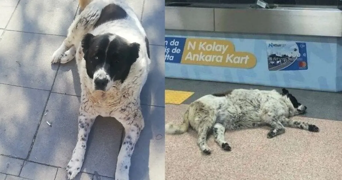 “Matmazel”i döverek katledenler işten atıldı