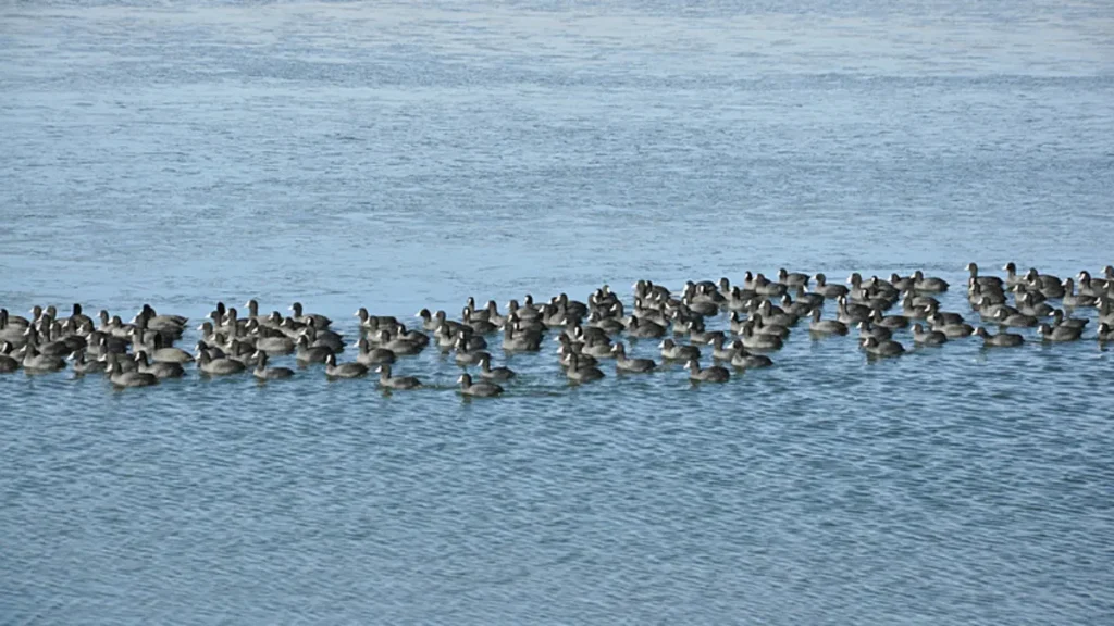 Ölümle dans ederek uyuyorlar! Bilim insanları hayvanlar hakkında şaşkına çeviren gerçekleri ortaya çıkardı