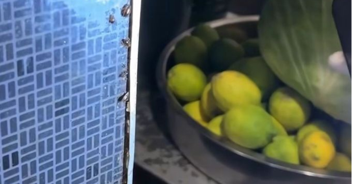 Restoranda mide bulandıran görüntü!